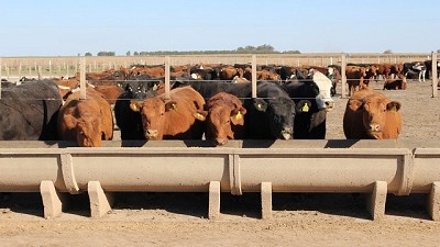 Feedlot: buscan la apertura de cuatro nuevos mercados para el 2018