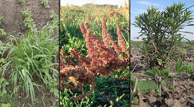 Radio: Recomendaciones para controlar malezas antes de la gruesa; con F. Schneeberger