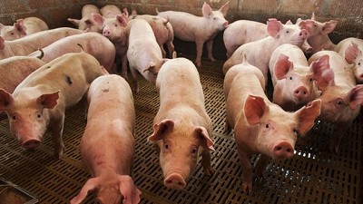 Producción porcina: entre la polémica por la importación y la apuesta a una mayor competitividad