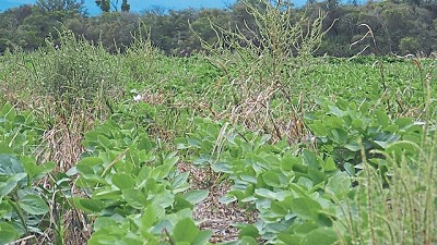 Maleza por maleza: cuáles son las zonas más afectadas