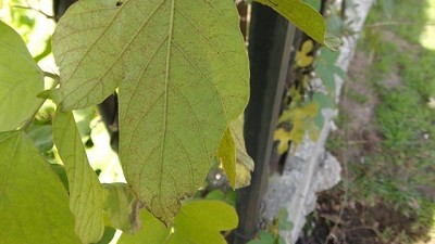 Alertan sobre la presencia de roya de la soja en puentes verdes de invierno
