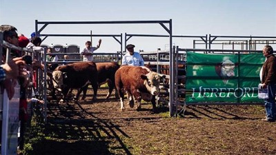 Precios destacados en los remates de LN Ganadera