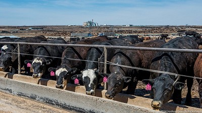 Los exceso de lluvias complica a los feedlots