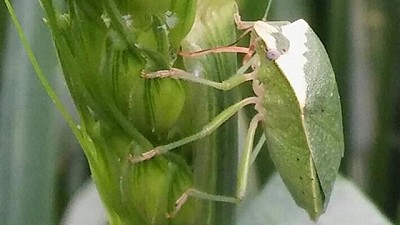 El trigo en la zona núcleo, entre nuevos controles para roya y la amenaza de las chinches