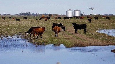 Cuidar al rodeo en época de excesos hídricos