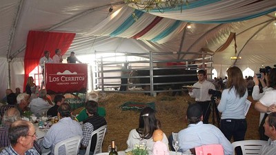 Buenos precios en Polled Hereford