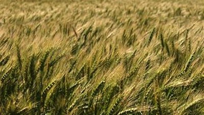 La exportación pagó hasta 170 dólares por trigo con entrega en enero