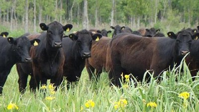 Humedales, un lugar para la producción sostenible