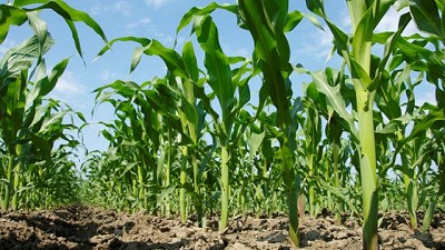 Estrategia de fertilización basada en estándares mundiales