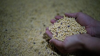 Las operaciones granarias, exentas de un tributo, por Héctor Tristán