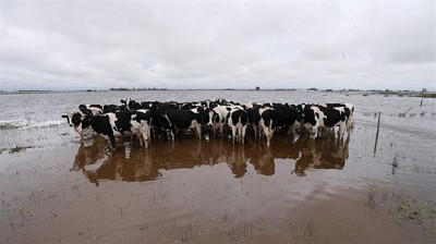 Por las inundaciones, en General Villegas cerraron 58 tambos