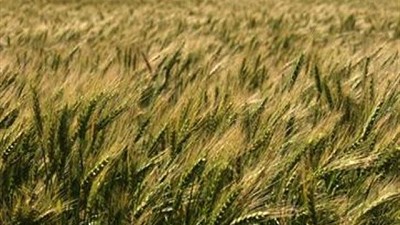 Trigo: hay 285.000 hectáreas afectadas por las lluvias en la región pampeana