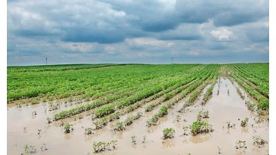 Suman u$s 300 millones las pérdidas por inundaciones en la producción agrícola