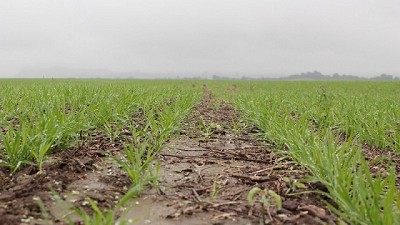 Trigo: 285.000 hectáreas y un millón de toneladas menos del cereal en la región pampeana