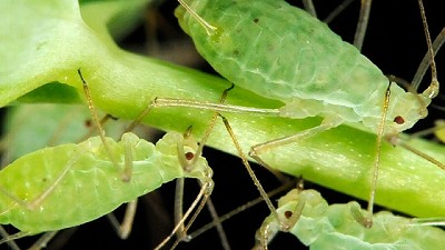 Pulgones, plaga clave en el cultivo de Trigo