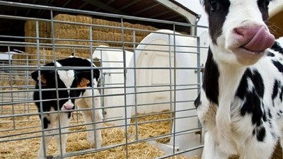 El tambo de los “millenials”