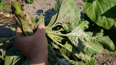 Mildiu del girasol, aspectos a tener en cuenta para evitar epidemias