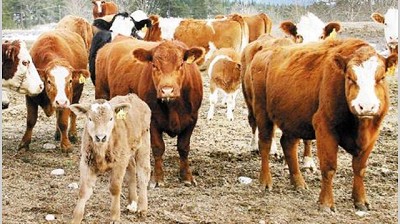 Presentan un proyecto de ley para replicar el modelo de las UVAs a la ganadería