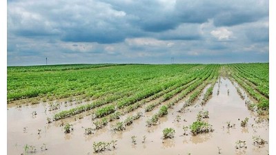 Declaran la emergencia agropecuaria en dos departamentos de Santa Fe
