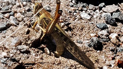 Langosta: cómo detectar sitios de postura de huevos para un control temprano