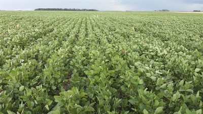 Subieron los precios de la soja en el mercado local