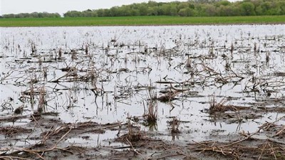 La Pampa: qué hacer en el campo ganadero el día después de los excesos hídricos