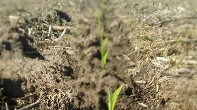 Córdoba: la campaña de maíz, con diferentes 