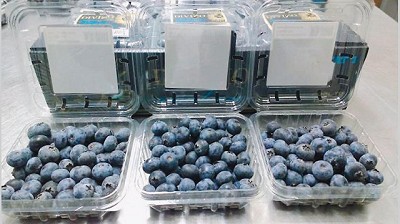 Plan para fomentar el consumo de arándanos en el mercado interno