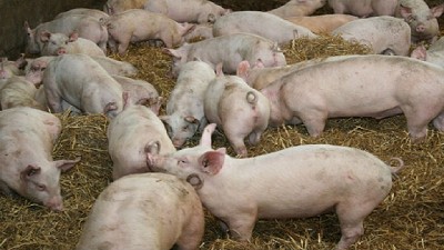 Triquinosis: faena sanitaria para 74 porcinos en Río Tercero