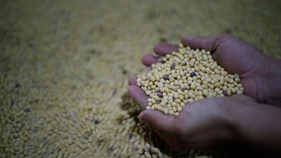 Mejoró el precio de la soja en el mercado local, pero quedó abajo de la expectativa de los vendedores