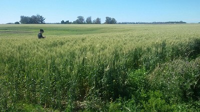 Comenzó el relevamiento de la Campaña Fina