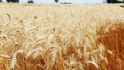 La cosecha de trigo comenzó en el norte del país con rendimientos regulares