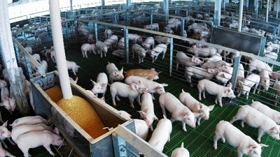 Ganadería en mejora continua