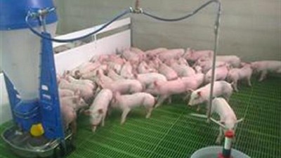 Cómo recuperar los saldos a favor en el IVA con la actividad porcina, por Alejandro Larroudé