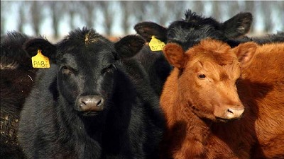 Mejora la demanda interna y externa de carne vacuna, por Ignacio Iriarte 