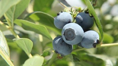 Aumento la exportación de arándanos argentinos