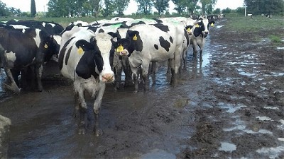 Por las inundaciones la producción de leche cayó un 30% en el sur de Córdoba