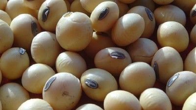 Por las bajas externas, cayó el precio de la soja argentina