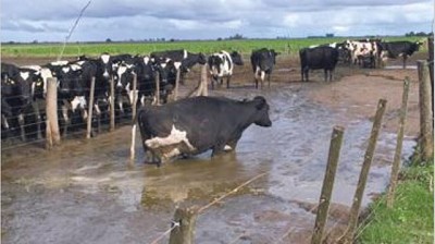 Pese a caída de ventas, estiman que la producción de leche terminará en alza