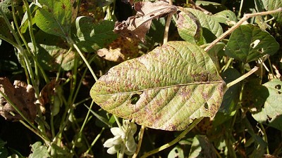 Soja: enfermedades y sistema de producción en la mira