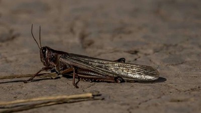 Langostas: el Senasa obliga a los productores a controlar y pagar el costo de las fumigaciones