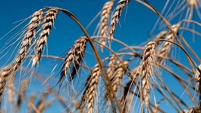 Facilitan el análisis de calidad del trigo