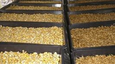 Cómo producir alimento para animales de manera rápida, en cualquier sitio y época