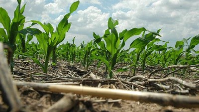 Para el Gobierno, la siembra de maíz crecerá 5,2% y ocupará 8,92 millones de hectáreas