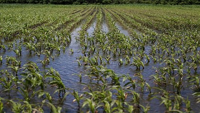 100 mil ha afuera del maíz de primera por las lluvias