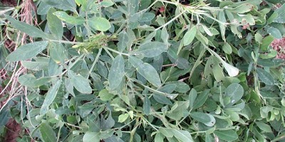 MIRAVIS® Duo en maní: un fungicida con una performance nunca antes vista en el cultivo