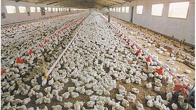 Los criadores de pollos dicen que están en crisis