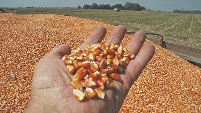 Los precios de los granos a 2026: no habrá grandes subas