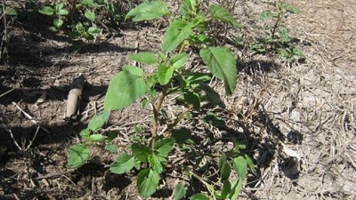 Malezas: recomiendan principios activos según la necesidad de control