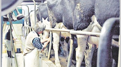 Cerca de firmar un nuevo convenio, la industria láctea presiona para bajar costos